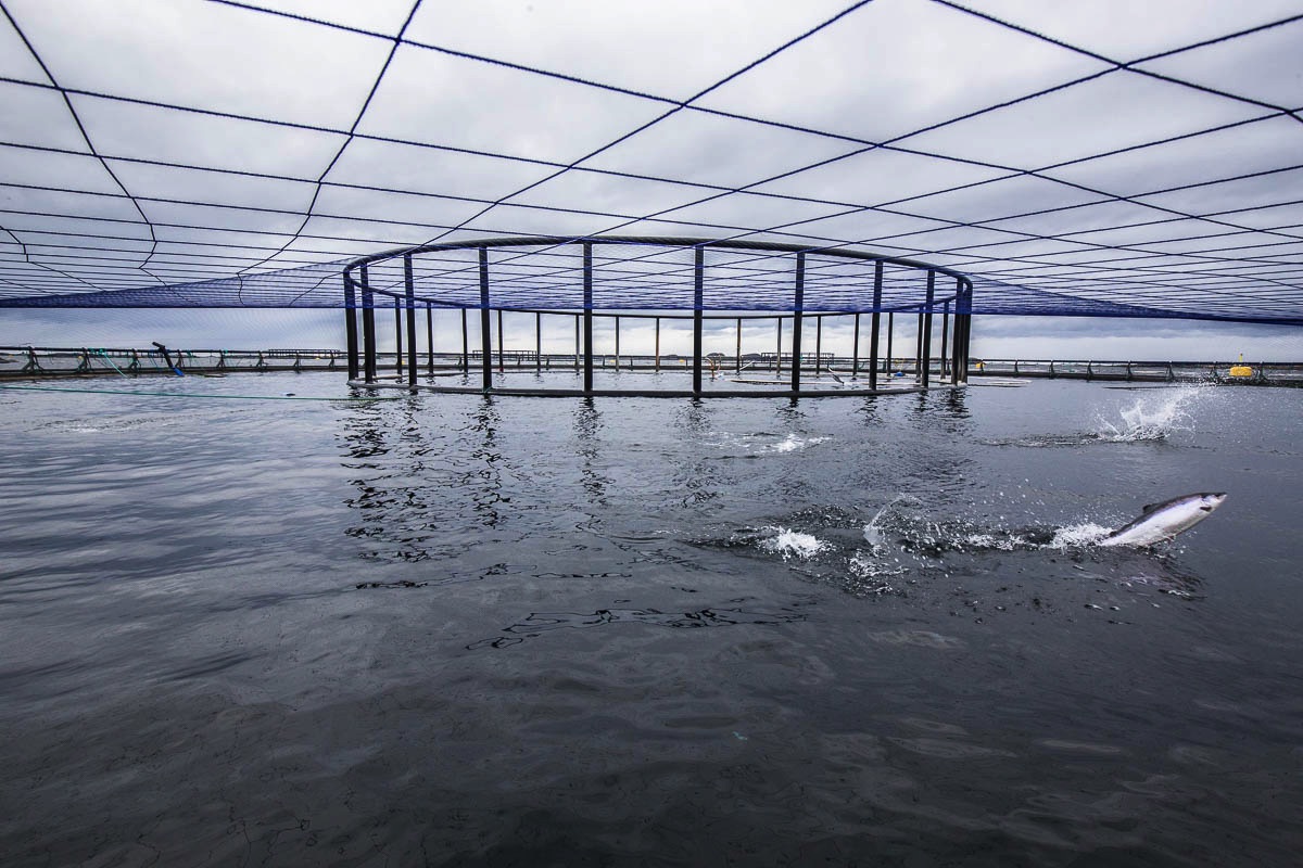 norwegian salmon comes from farms